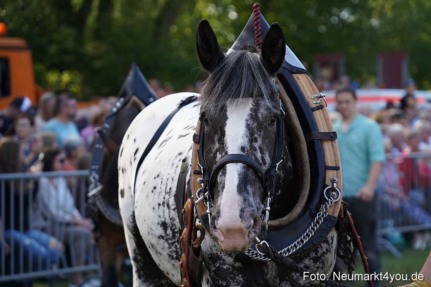 Pferde und Fohlenschau 2022 0165 